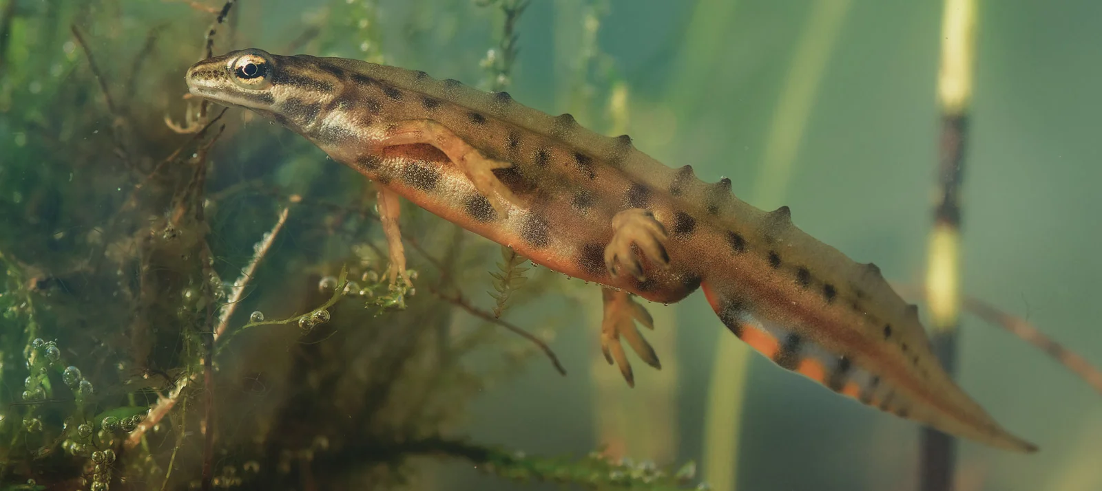 Natuur inclusief Groningen